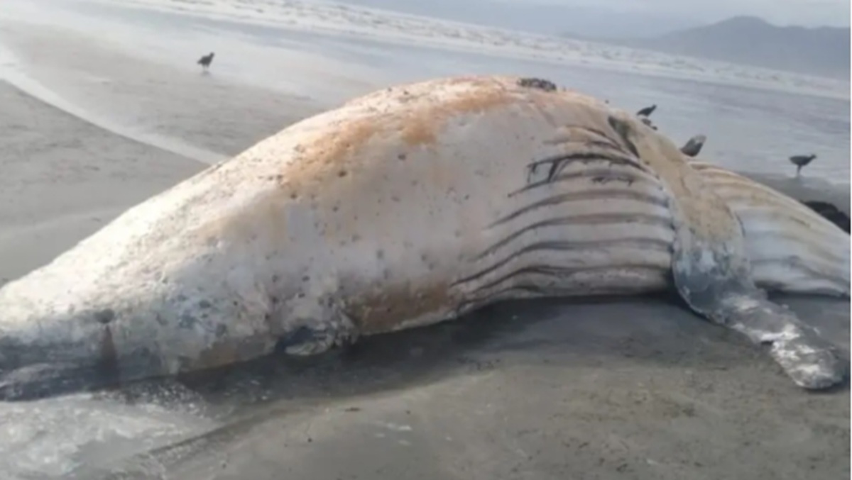 Enorme animal estava em avançado estado de decomposição, atraindo a atenção de moradores e turistas que passavam pelo local