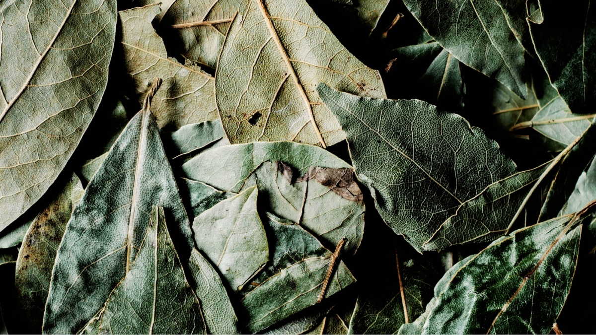 Folha de louro tem aroma intenso que age como desodorante natural