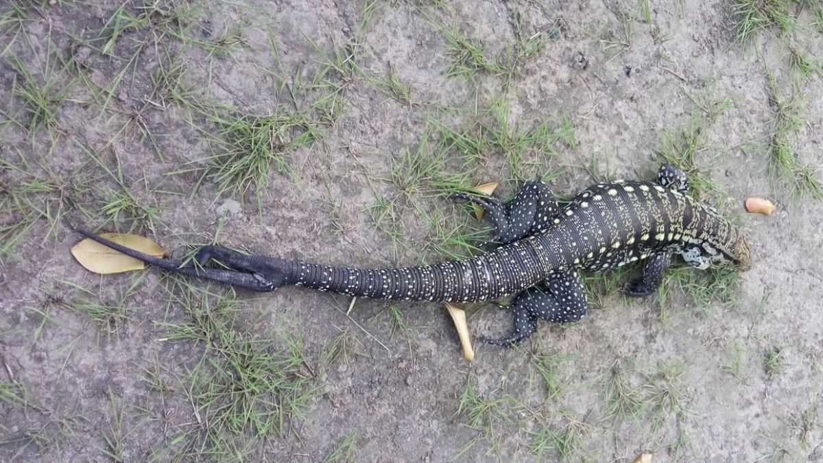 Teiú pertence ao gênero Tupinambis (família Teiidae) e está entre os maiores lagartos das Américas