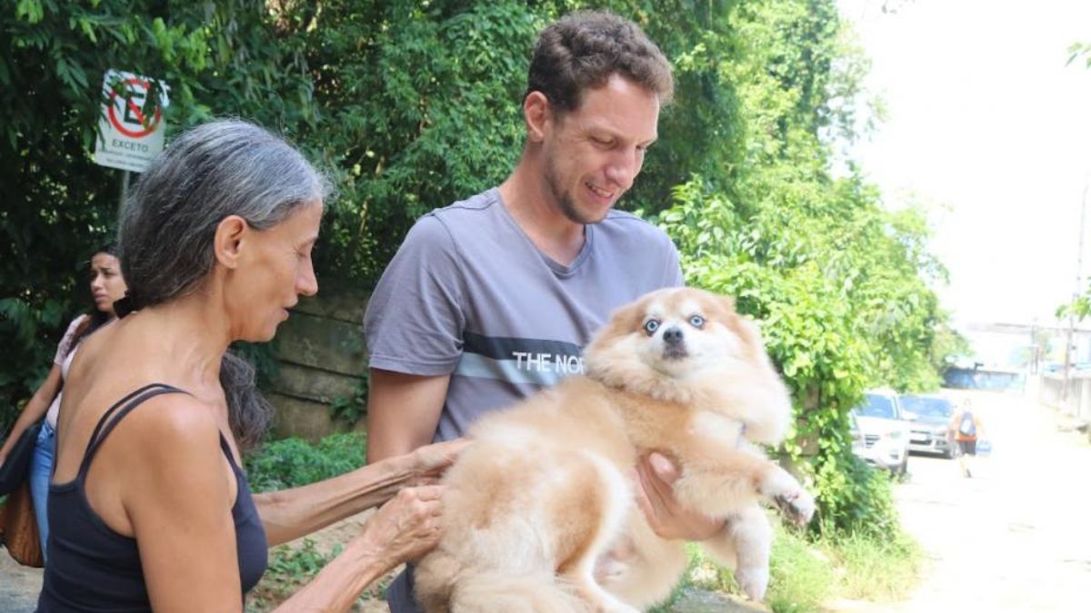 A vacina V10 protege os cães contra as principais doenças virais