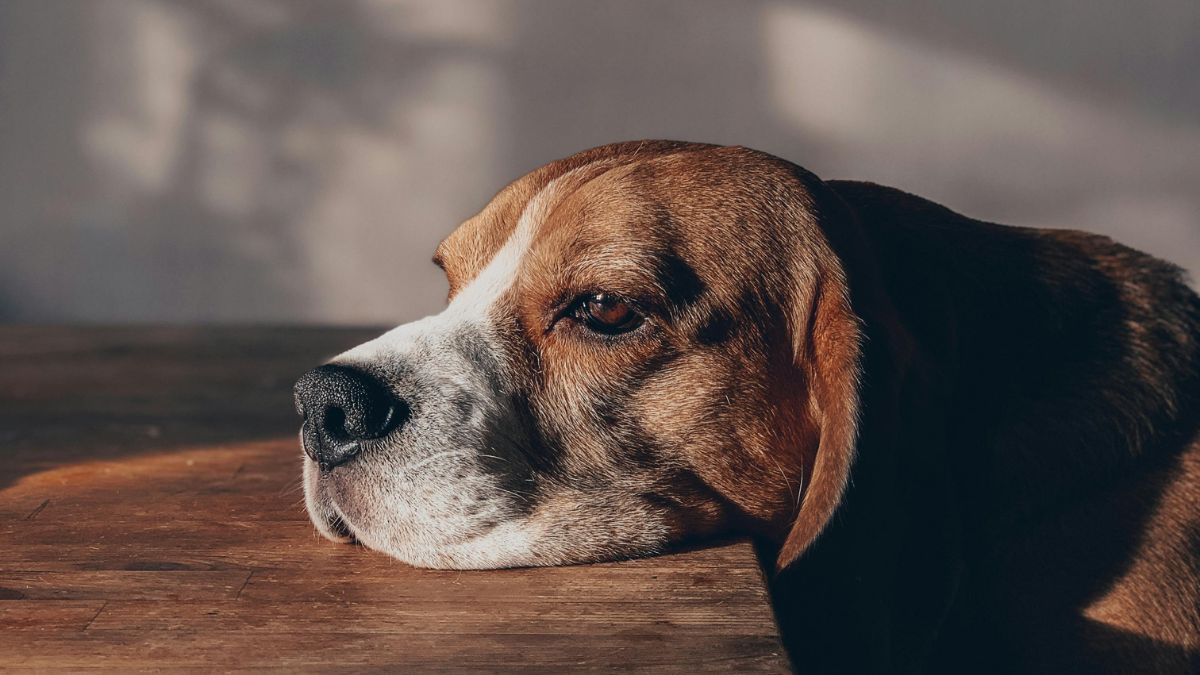 Para ajudar os cãezinhos, é essencial manter uma rotina tranquila e oferecer carinho extra