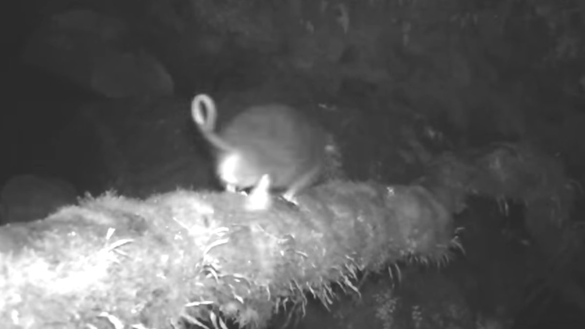 Rato gigante é registrado vivo pela primeira vez após mais de 30 anos sem aparições