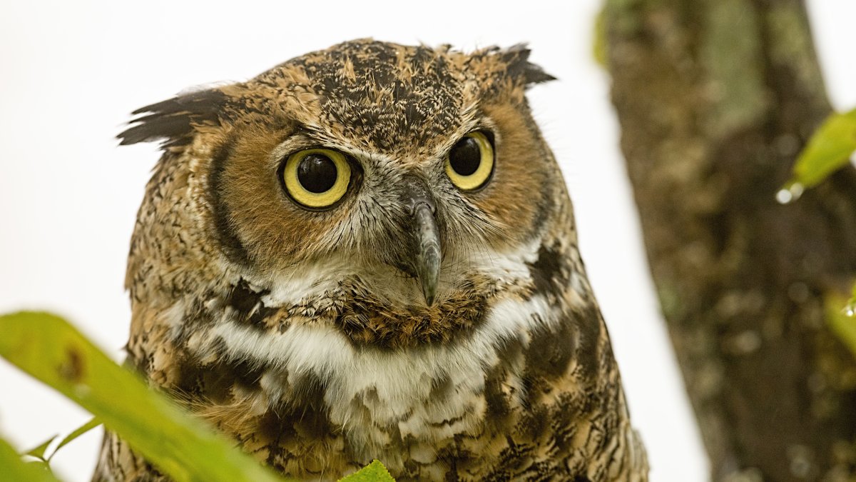 Espécie ameaçada de extinção teve ovos cuidados por biólogos