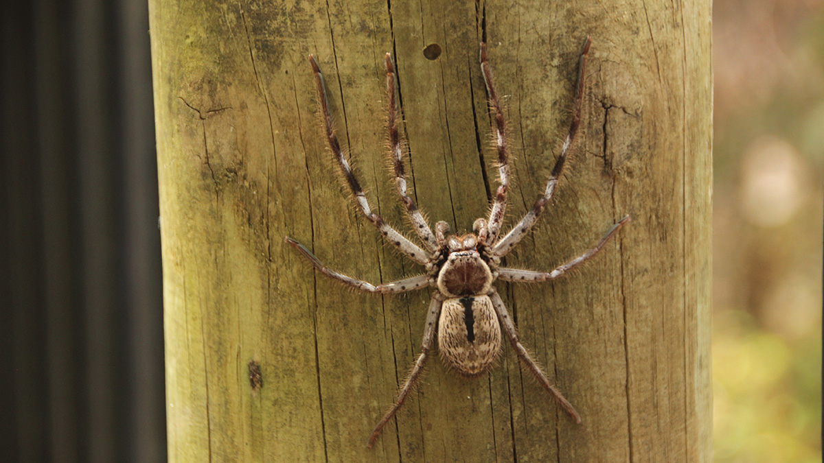 No calor, é comum encontrar aranhas procurando abrigo dentro de casa.