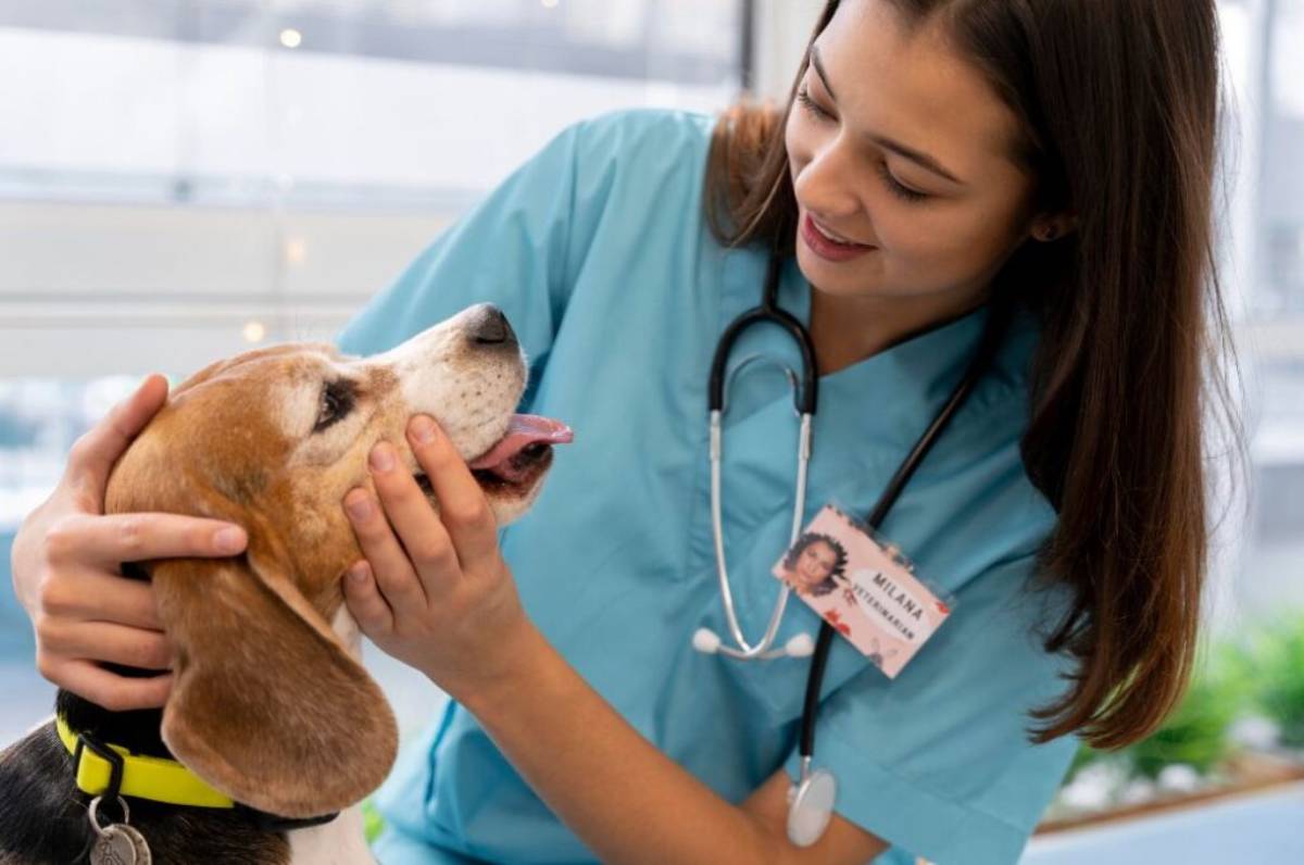 Durante todos os processos para um novo lar, todos animais identificados junto às famílias são cadastrados e recebem microchip. Além disso, o Serviço de Controle de Zoonoses aplica vacina contra raiva e vermífugo