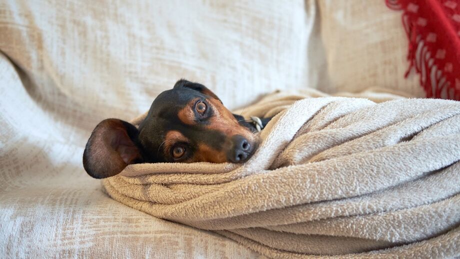 Deixar um cão sozinho em casa parece algo simples, mas pode gerar sérias consequências físicas e emocionais, e até infringir a lei