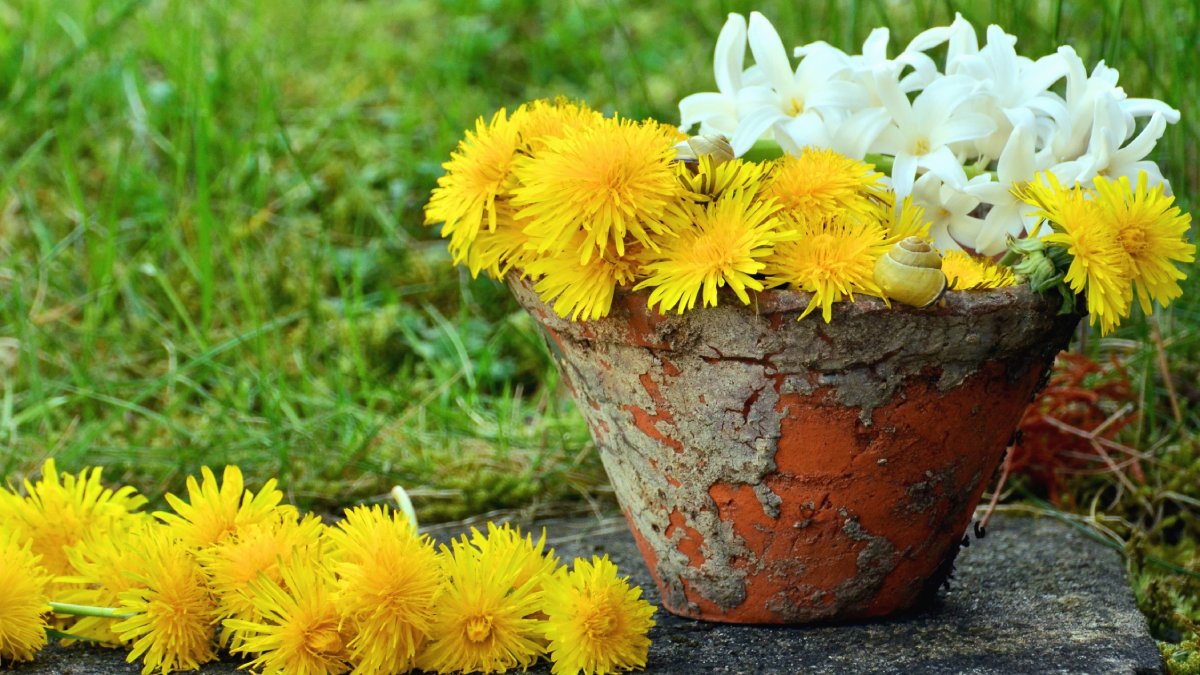 Suporte natural para a drenagem linfática: a ciência explica os poderes do dente-de-leão