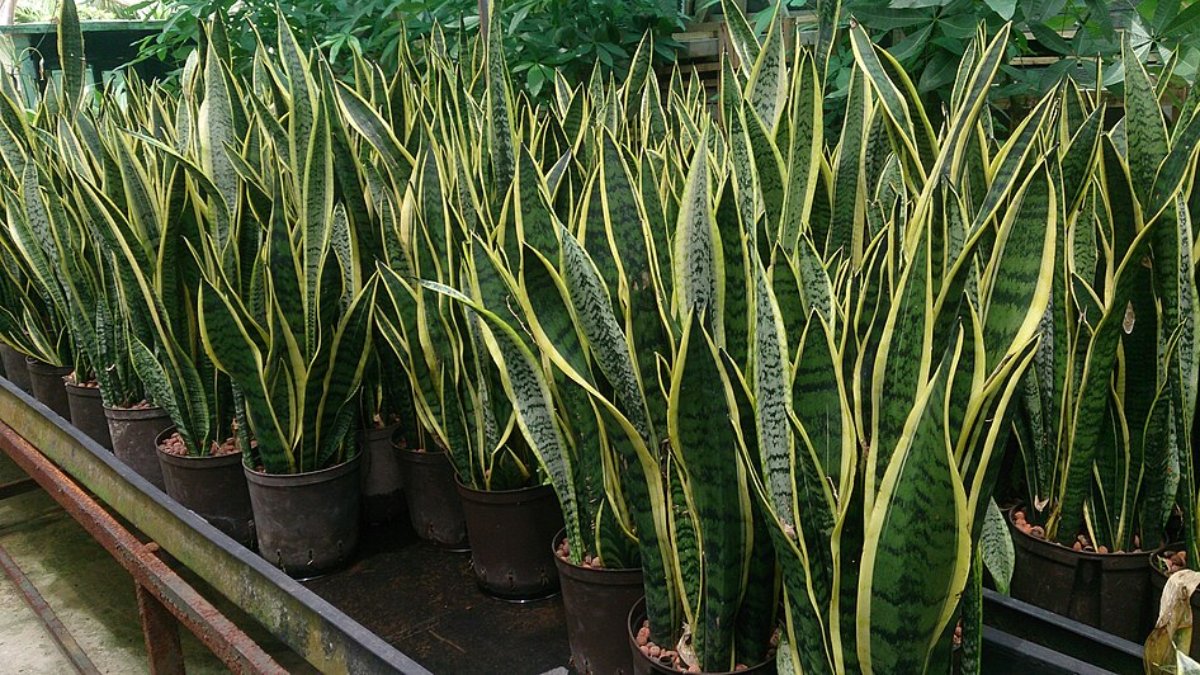 Mais que simbólica: saiba o que torna a Espada-de-São-Jorge especial para seu lar