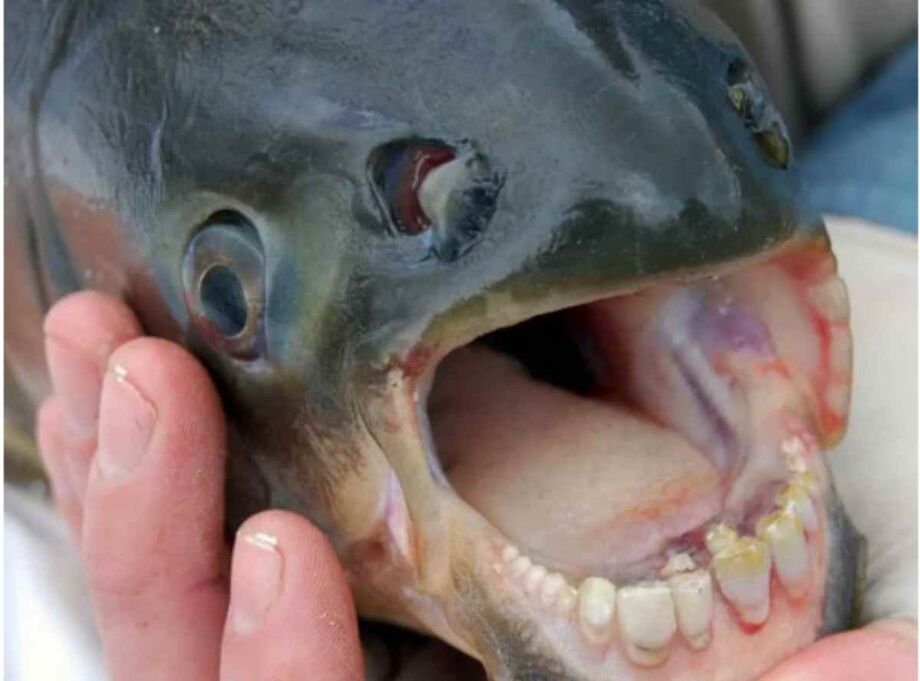Um dos exemplos mais curiosos é o pacu da Amazônia, famoso por possuir dentes incrivelmente parecidos com os de um ser humano