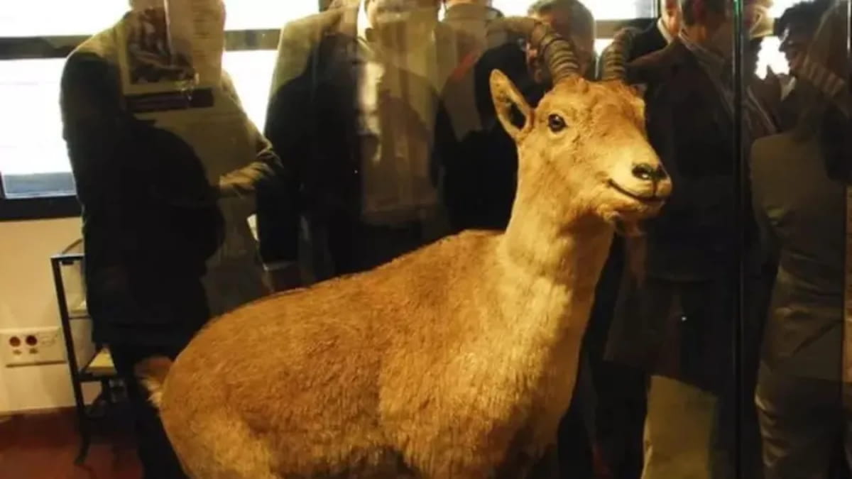 Mais de duas décadas após a segunda extinção do bucardo, o caso continua sendo um divisor de águas na ciência moderna