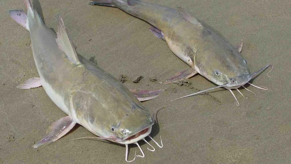 Esse peixe normalmente é conhecido por mudar a cadeia alimentar por onde passa