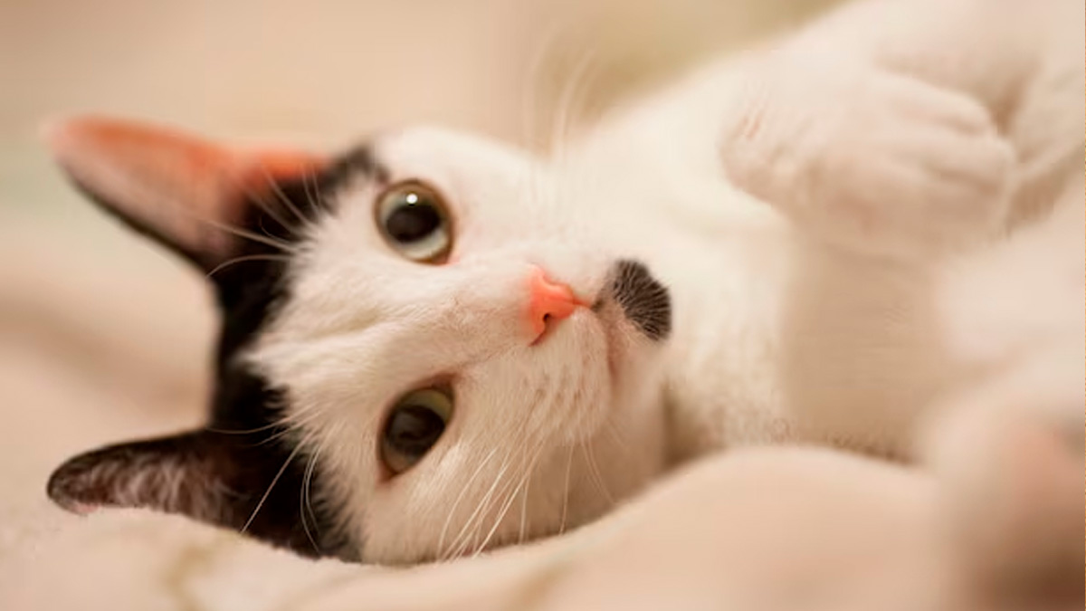 Ao levantar um gato pelo cangote, todo o peso do corpo é concentrado em uma área sensível e pequena de pele, o que pode causar dor, microlesões e reações de estresse