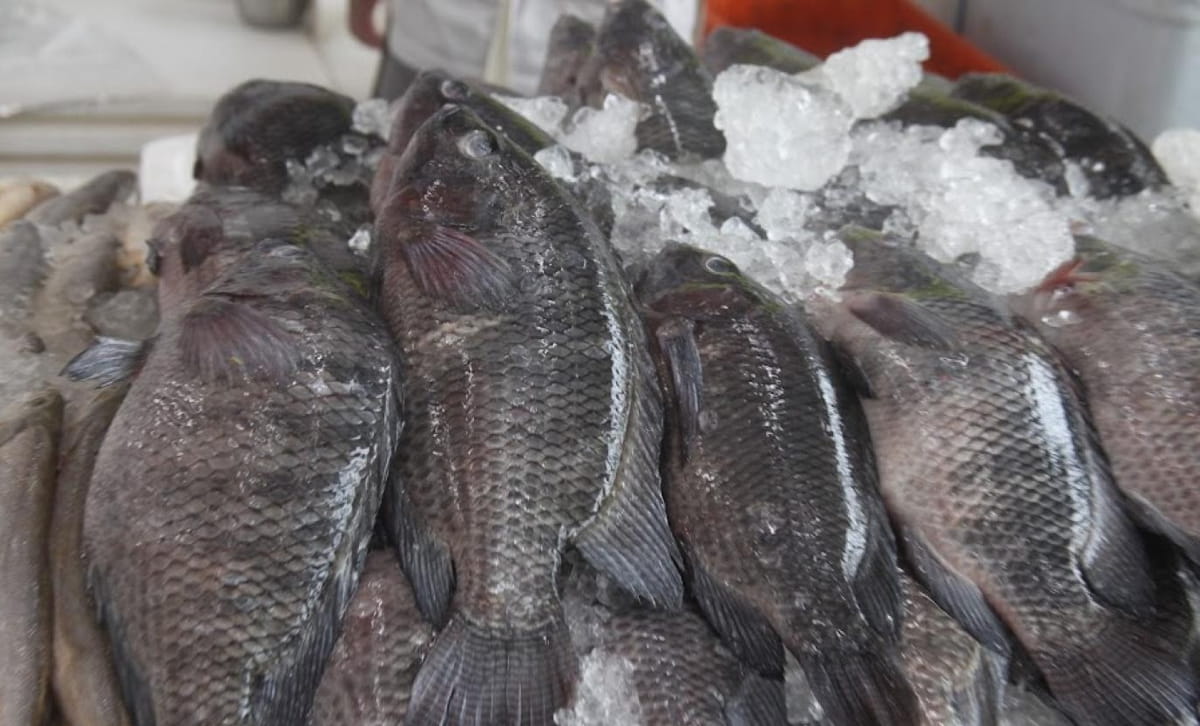 Durante o festival, que segue até 12 de outubro, o quilo da tilápia premium será vendido a partir de R$ 14,99, valor bem abaixo da média atual