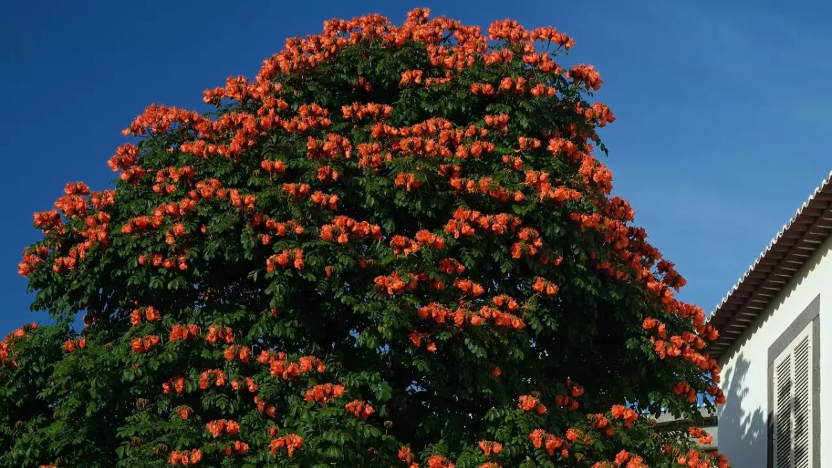 A espatódea é nativa das regiões tropicais da África Ocidental e é uma árvore de grande porte, podendo atingir até 25 metros de altura