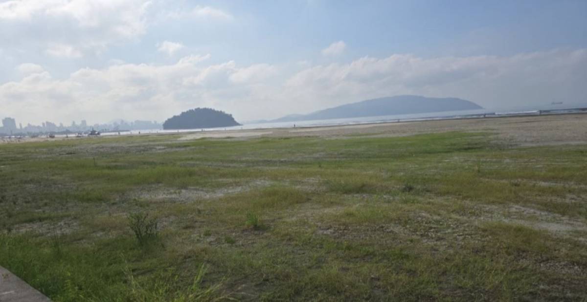 Essa importante vegetação é protegida por lei, e sua destruição configura crime ambiental, conforme o artigo 50 da Lei n&ordm; 9.605/98