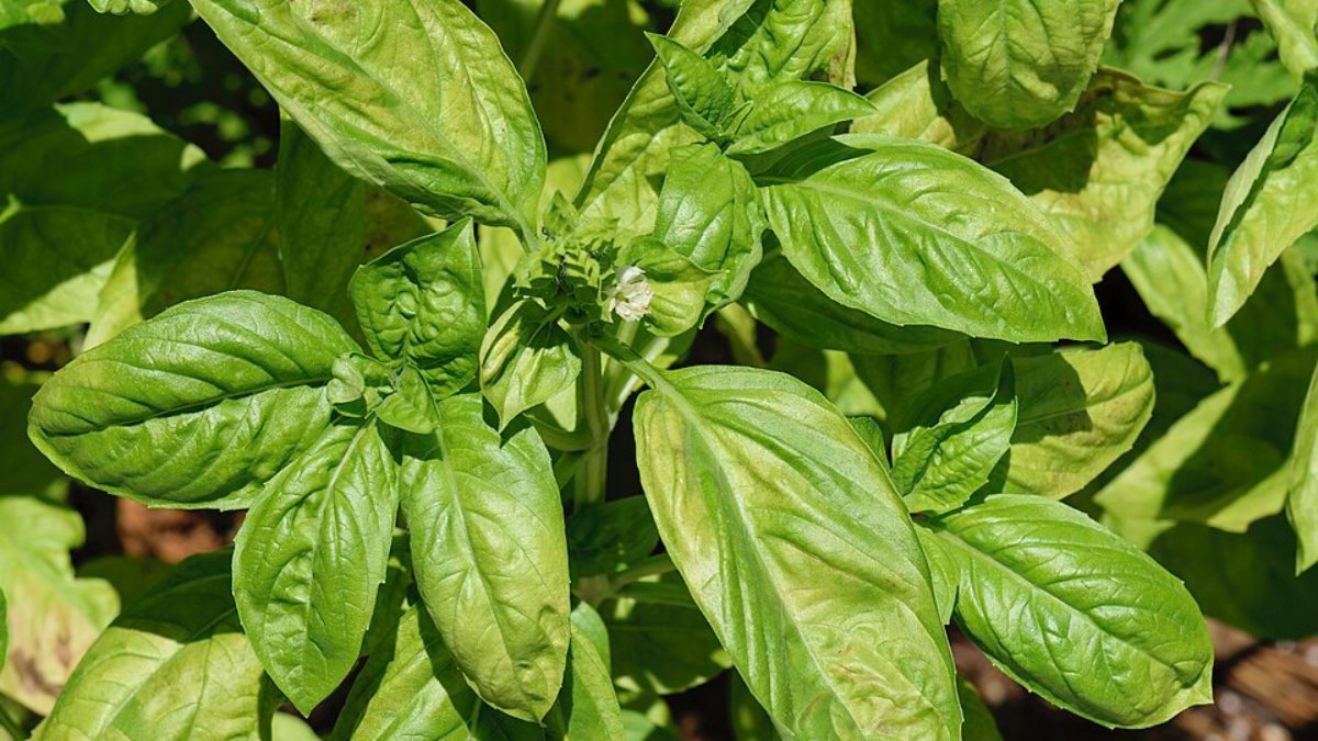 Descubra espécies que deixam o lar mais bonito e livre de visitantes indesejados