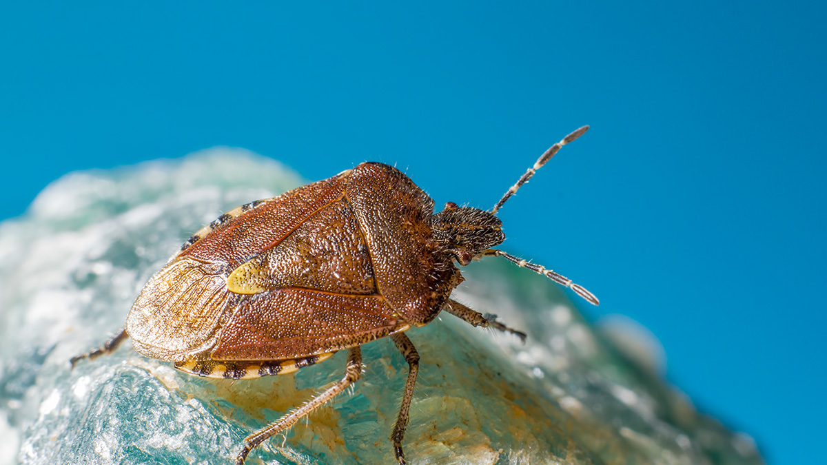 Você já notou um inseto marrom perto da janela ou da porta da frente e se perguntou por que ele estava ali?