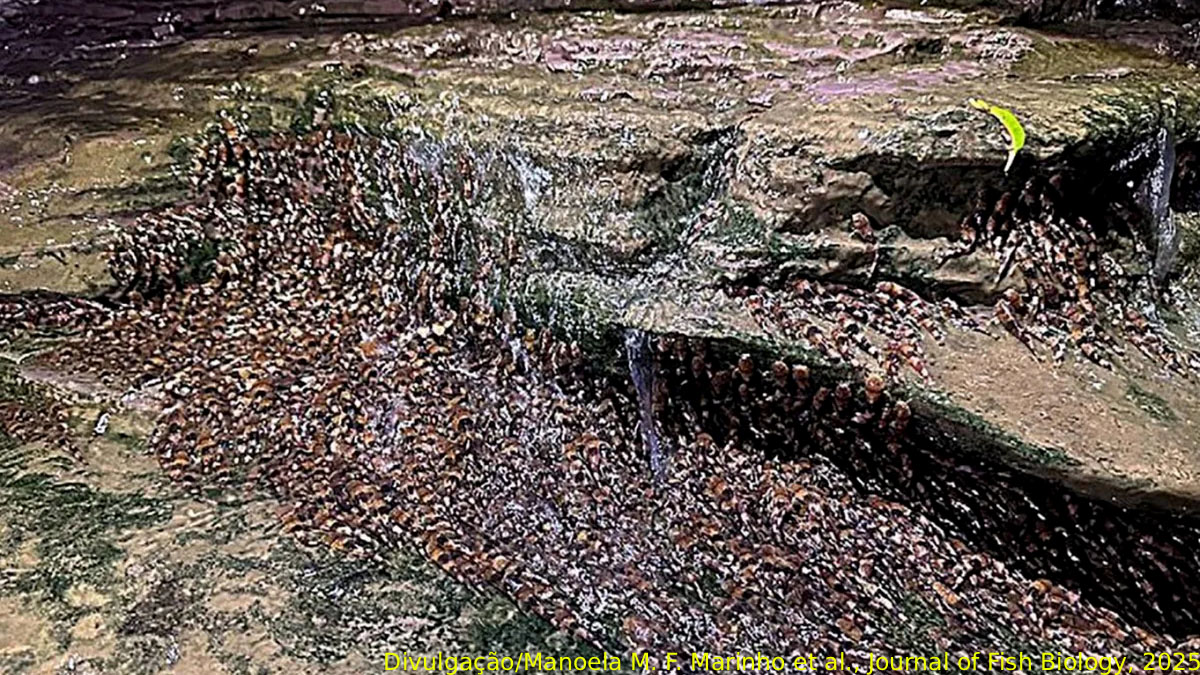 Pesquisadores observaram milhares bagres-abelha subindo rochas e enfrentando correntezas fortes no MS
