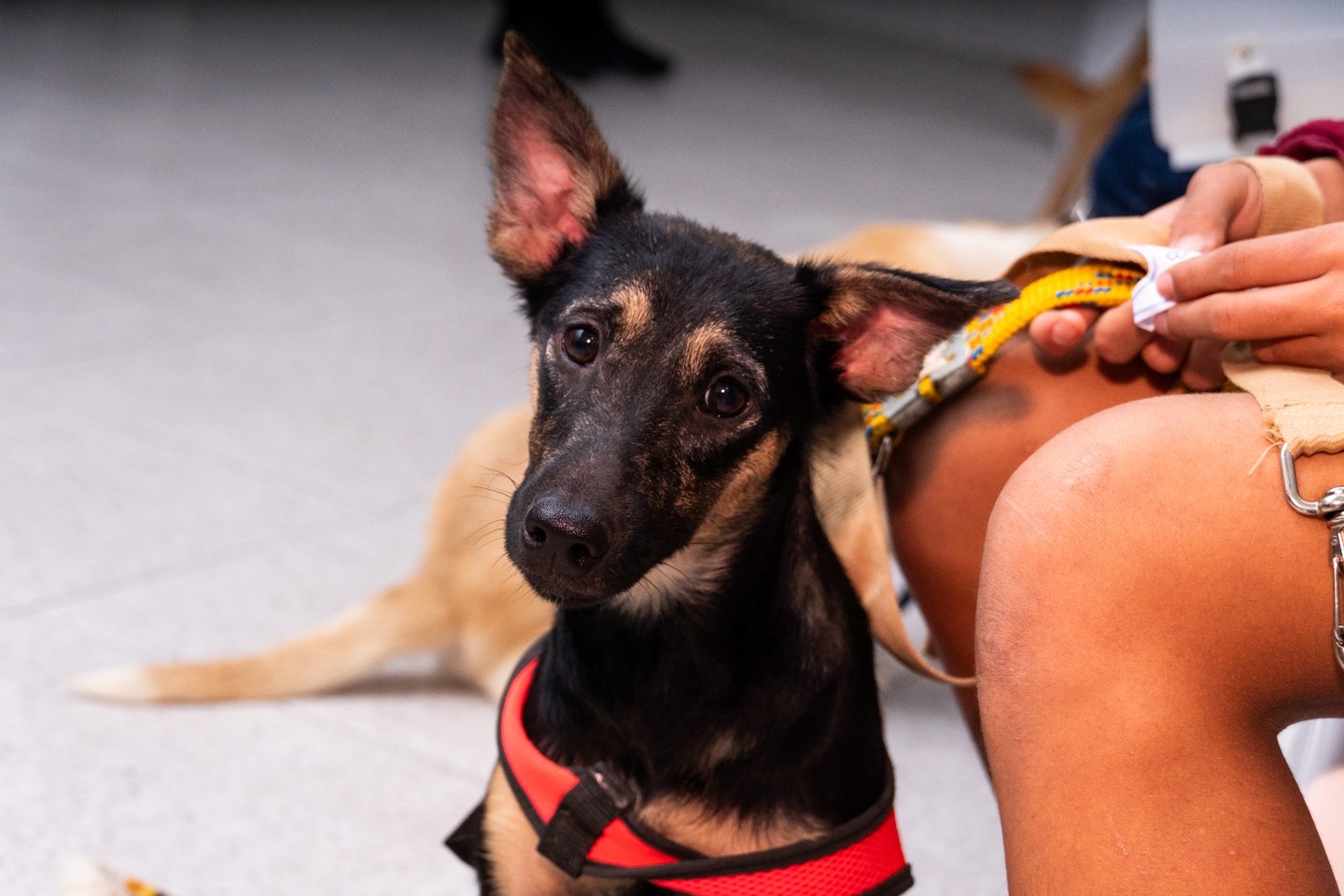 A iniciativa promove a guarda responsável e o controle da população de animais de estimação