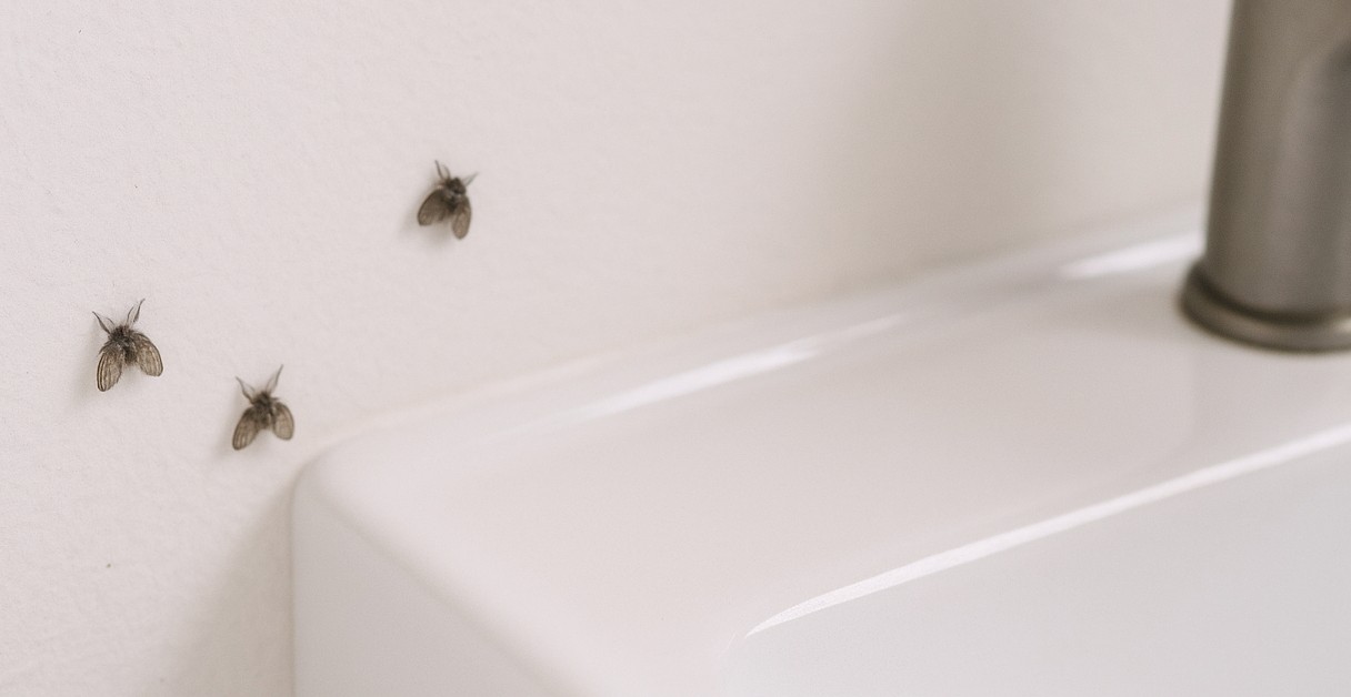 Moscas cinzas no banheiro significam que você precisa caprichar mais na limpeza