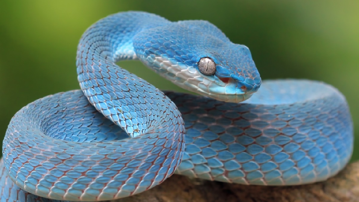 Estudo reforça hipótese da evolução do veneno cuspido ligada a humanos primitivos