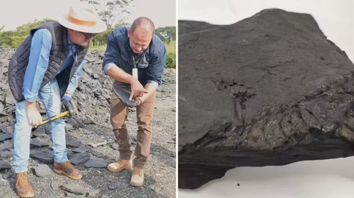 Pesquisadores da Universidade Estadual do Centro-Oeste (Unicentro) já haviam identificado fósseis semelhantes na BR-153