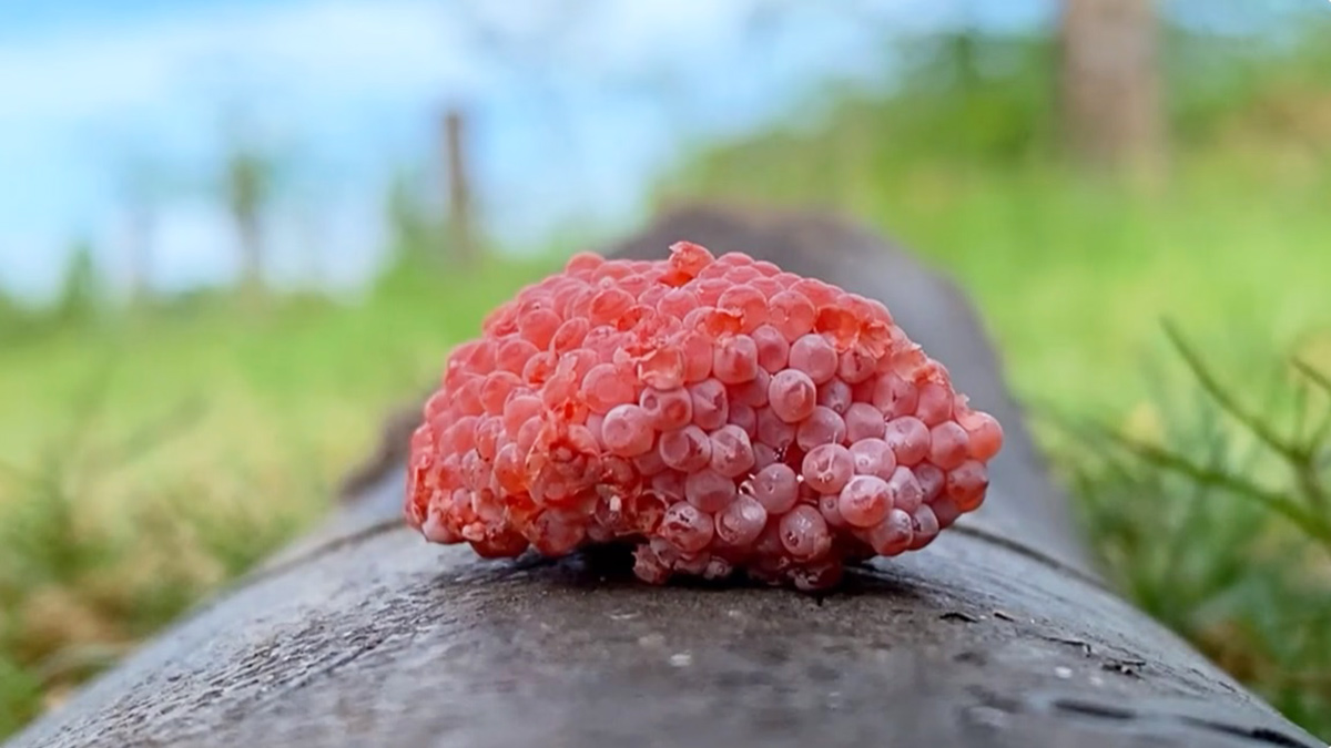 Esses ovos pertencem ao caracol-maçã, uma espécie de molusco