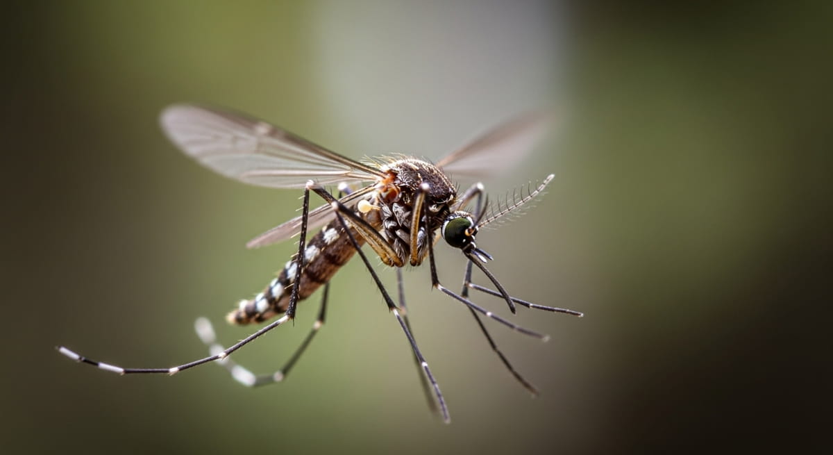 Embora o país já tivesse registrado um mosquito isolado décadas atrás, trazido em um avião e posteriormente perdido, esta é a primeira evidência de presença natural da espécie