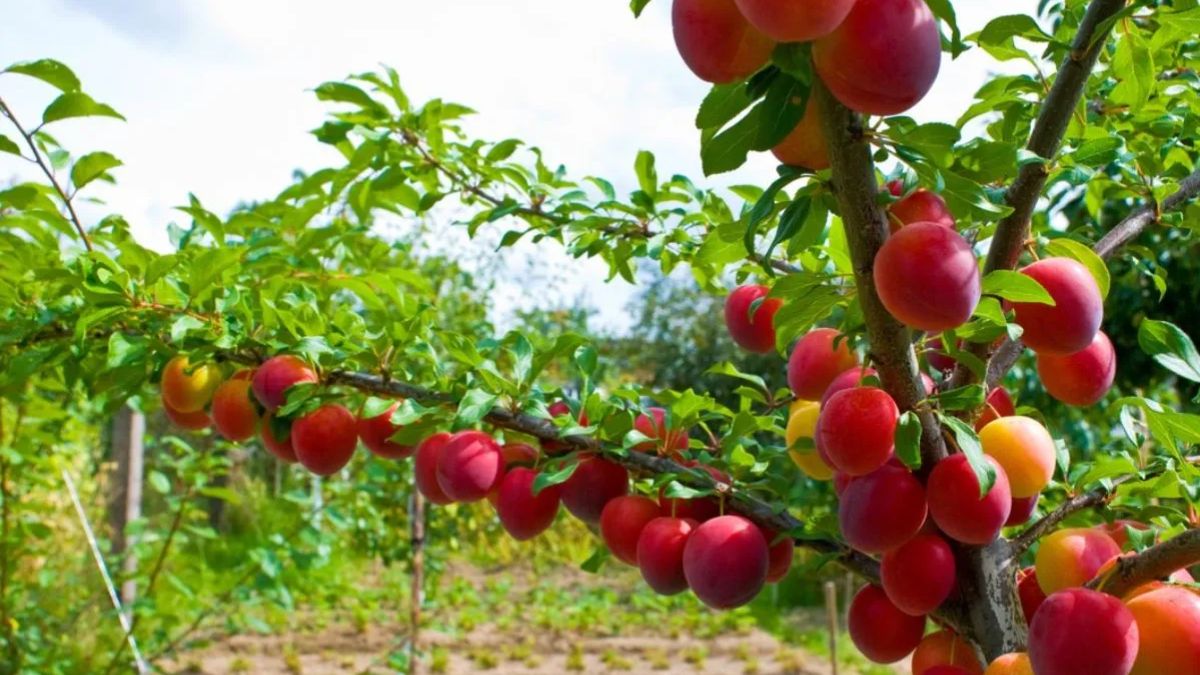 Esta árvore floresce antes de frutificar, e as flores atraem abelhas, ajudando na polinização
