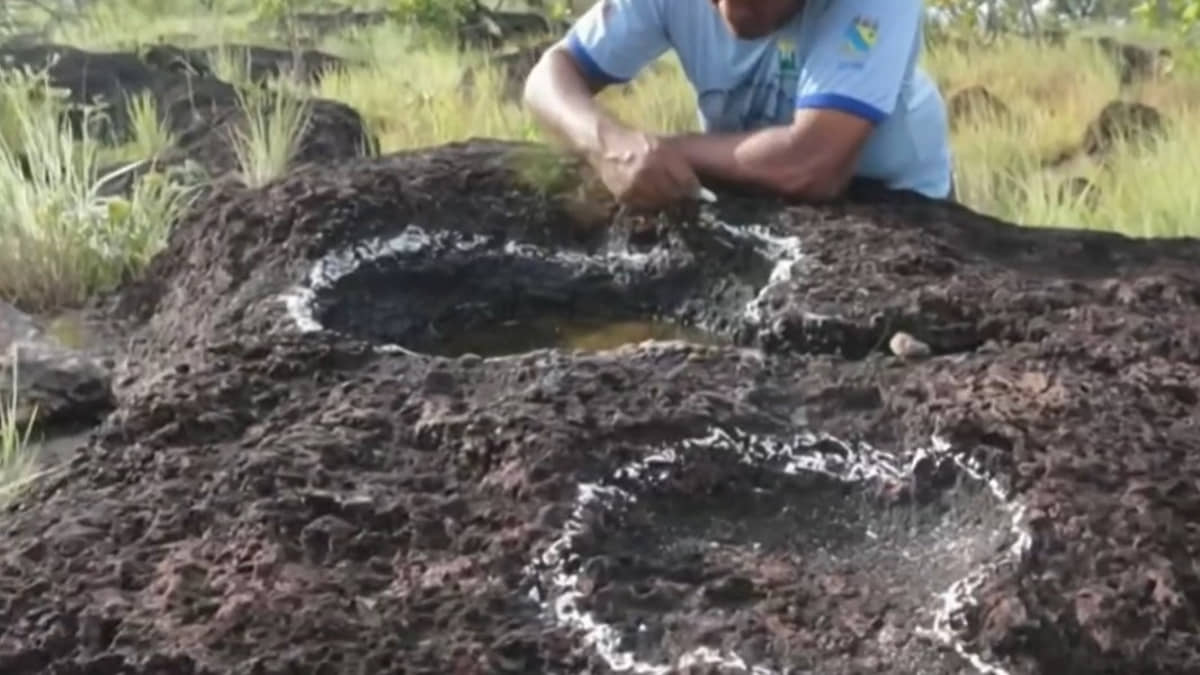 As pegadas correspondem a várias espécies, segundo os pesquisadores