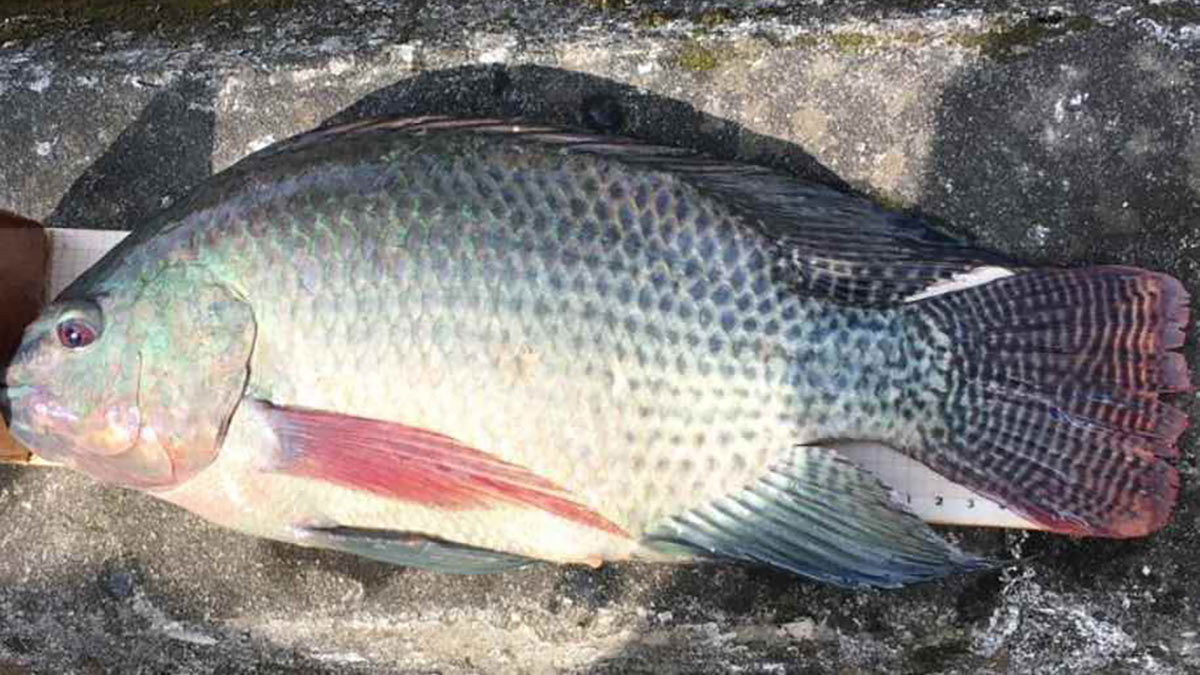 Tilápia no canal de Santos