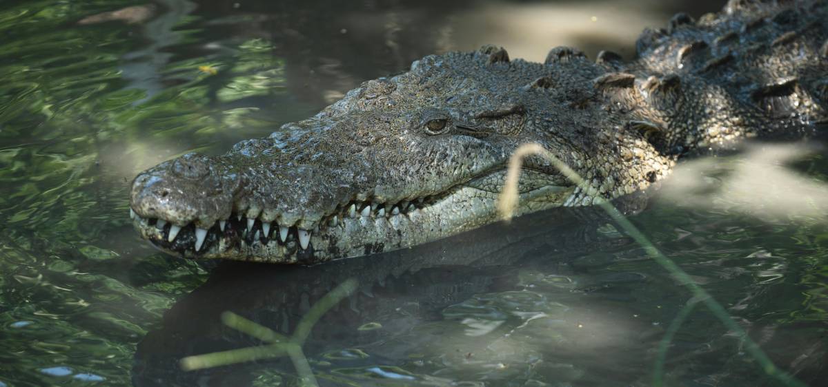 Isso não é por acaso. Corumbá está situada no Pantanal, o bioma com a maior concentração desses animais em todo o planeta