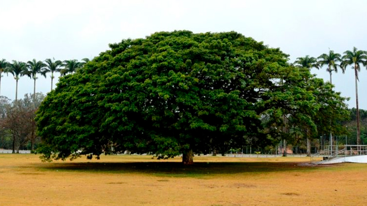 Estamos falando da Árvore da Chuva, conhecida como Chorona, localizada no Parque da Cidade Burle Marx, segundo informações do site São Paulo Secreto.