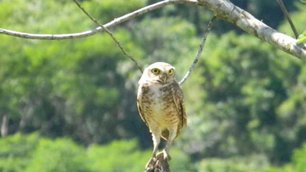 De acordo com eles, a lei não tem nada a ver com as características e o histórico de lutas ambientais da cidade