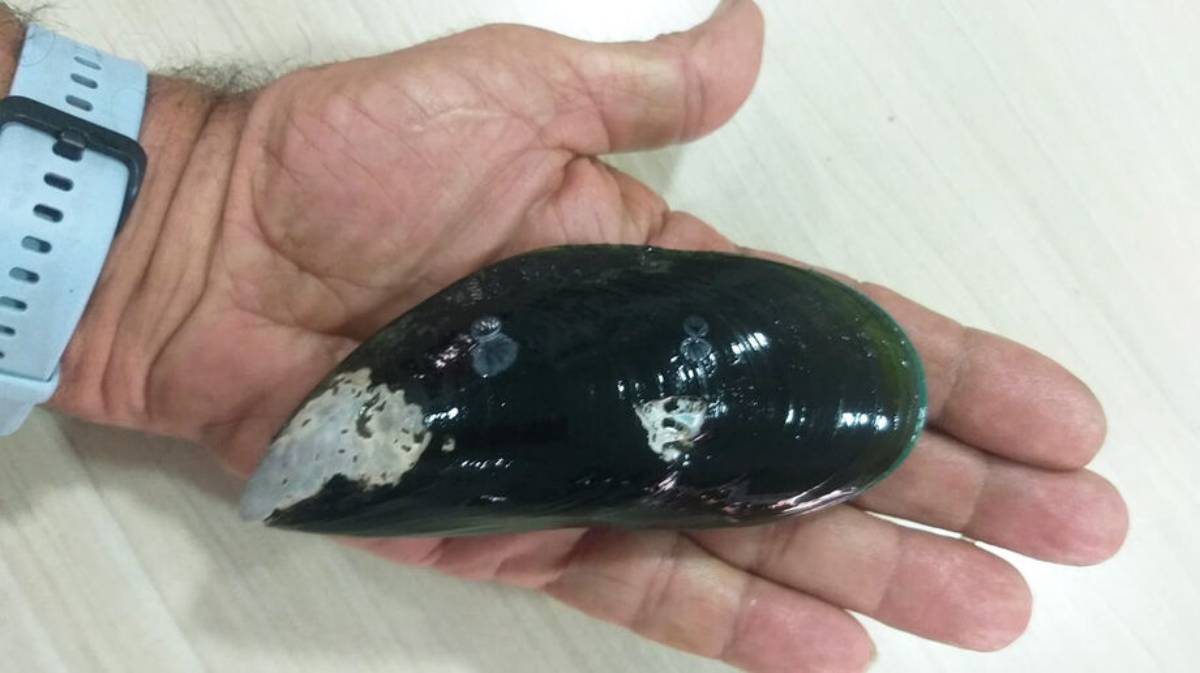 Acredita-se que a espécie invasora tenha chegado no país por meio da água de lastro dos navios