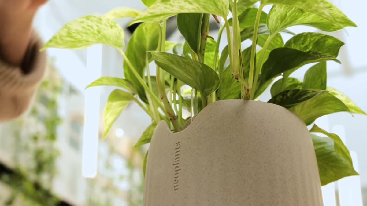 'Superplanta' promete trazer um ambiente mais saudável e natural, se tomado os devidos cuidados