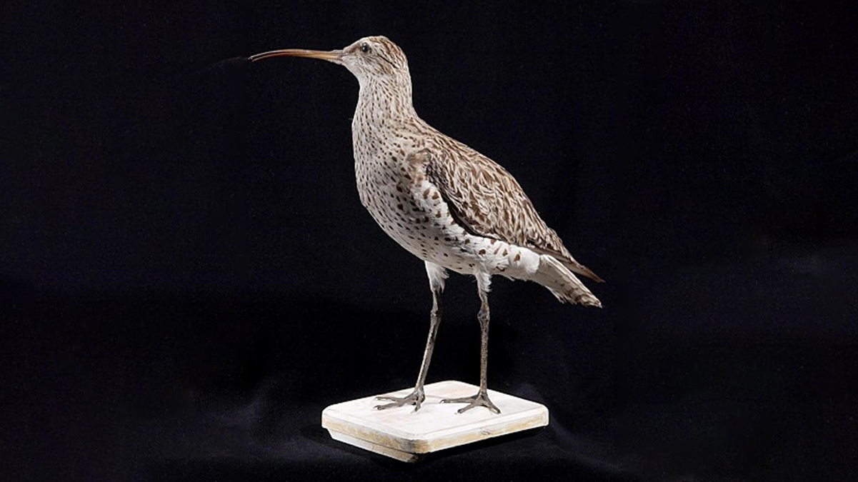 Entre as espécies que não são mais encontradas está o maçarico-de-bico-fino (Numenius tenuirostris)