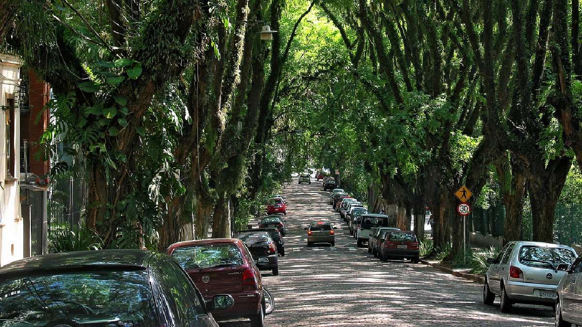 Tipuanas transformam a rua em paisagem de outro mundo