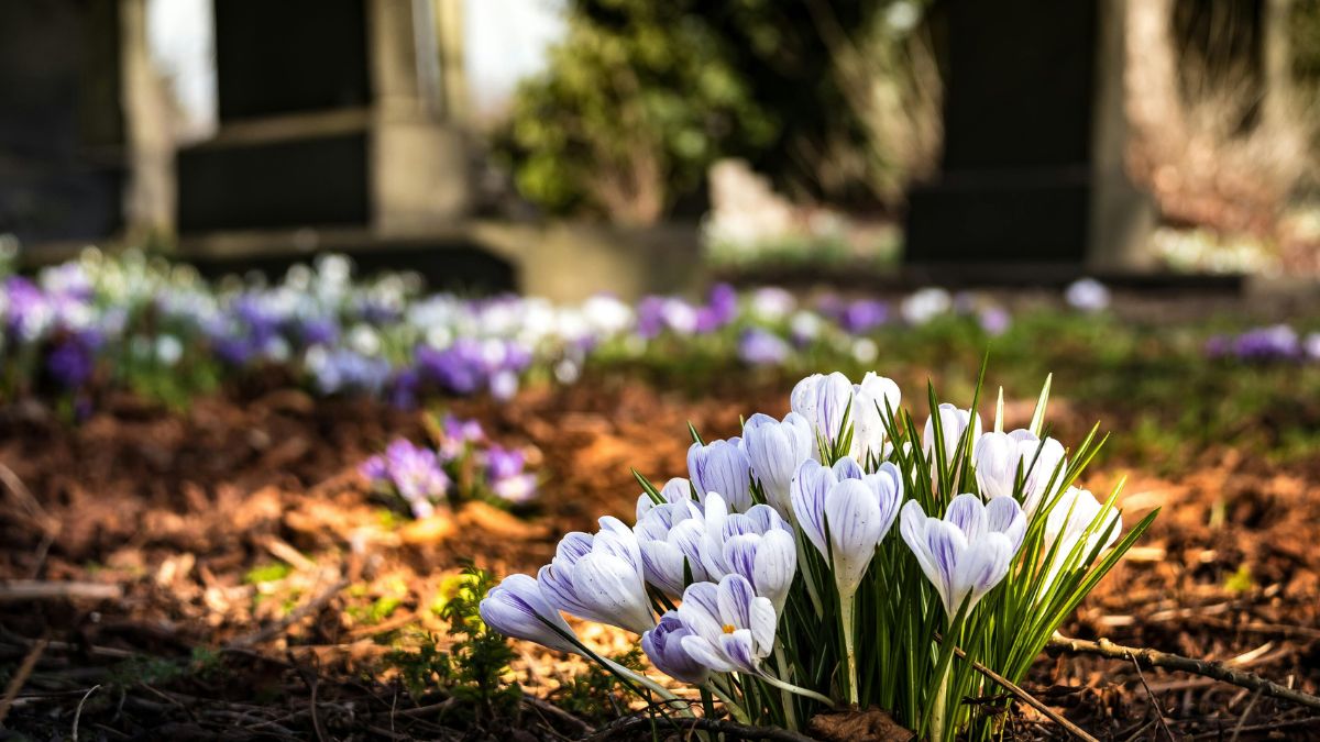 São Vicente prepara programação especial para o Dia de Finados