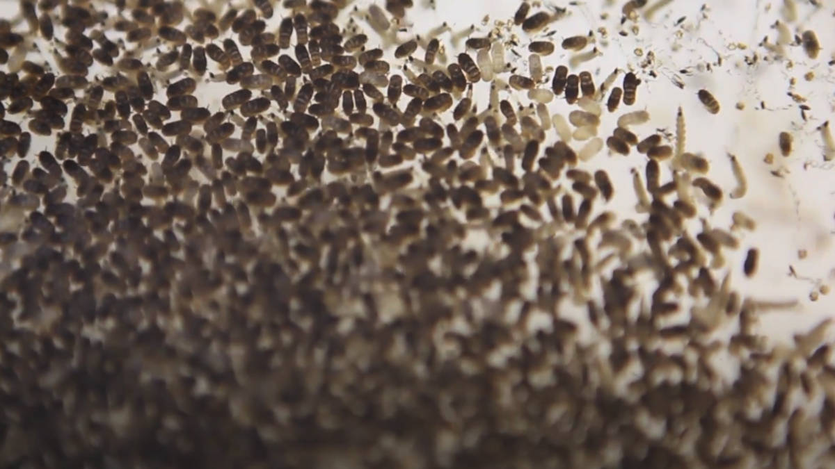 Saiba como a limpeza correta e truques com vinagre eliminam o foco de reprodução das moscas-das-frutas em 10 dias