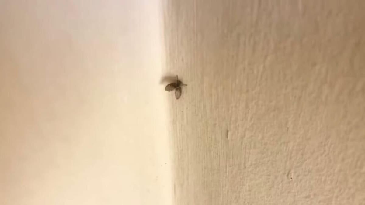 A presença dessas 'mosquinhas' pode ser o resultado de um problema, onde deve-se preocupar