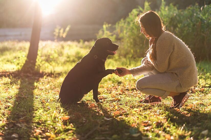 Cuidar de um animal estimula o desenvolvimento de vínculos profundos e sensibilidade emocional