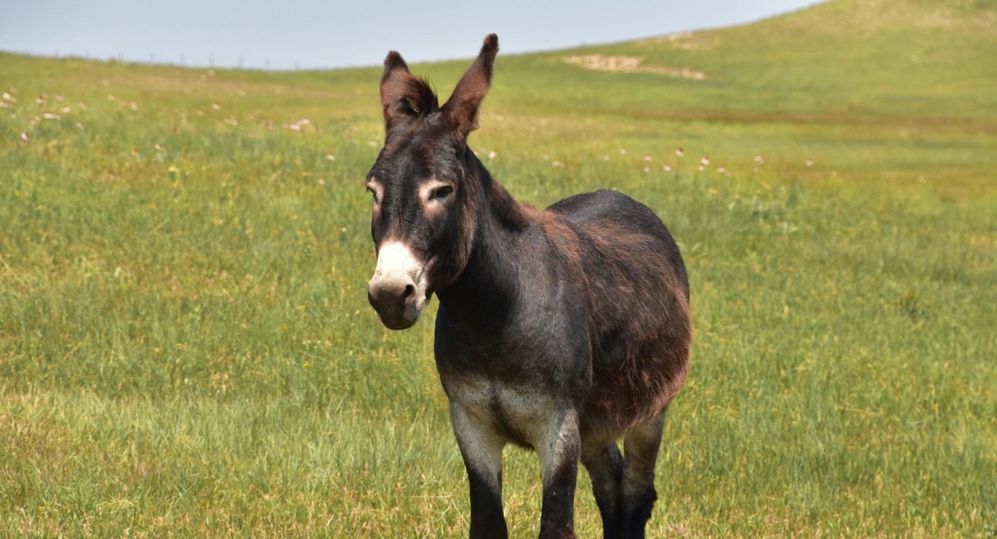 O principal motivo para essa redução drástica é o abate em larga escala para atender à demanda chinesa por colágeno, extraído da pele do animal e usado na produção do ejiao uma gelatina medicinal popular na China
