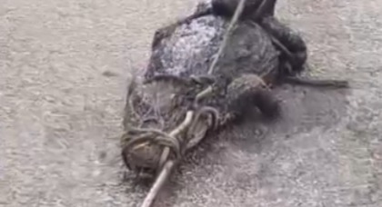 O jacaré será encaminhado para avaliação veterinária e, após exames, deverá ser solto em seu habitat natural