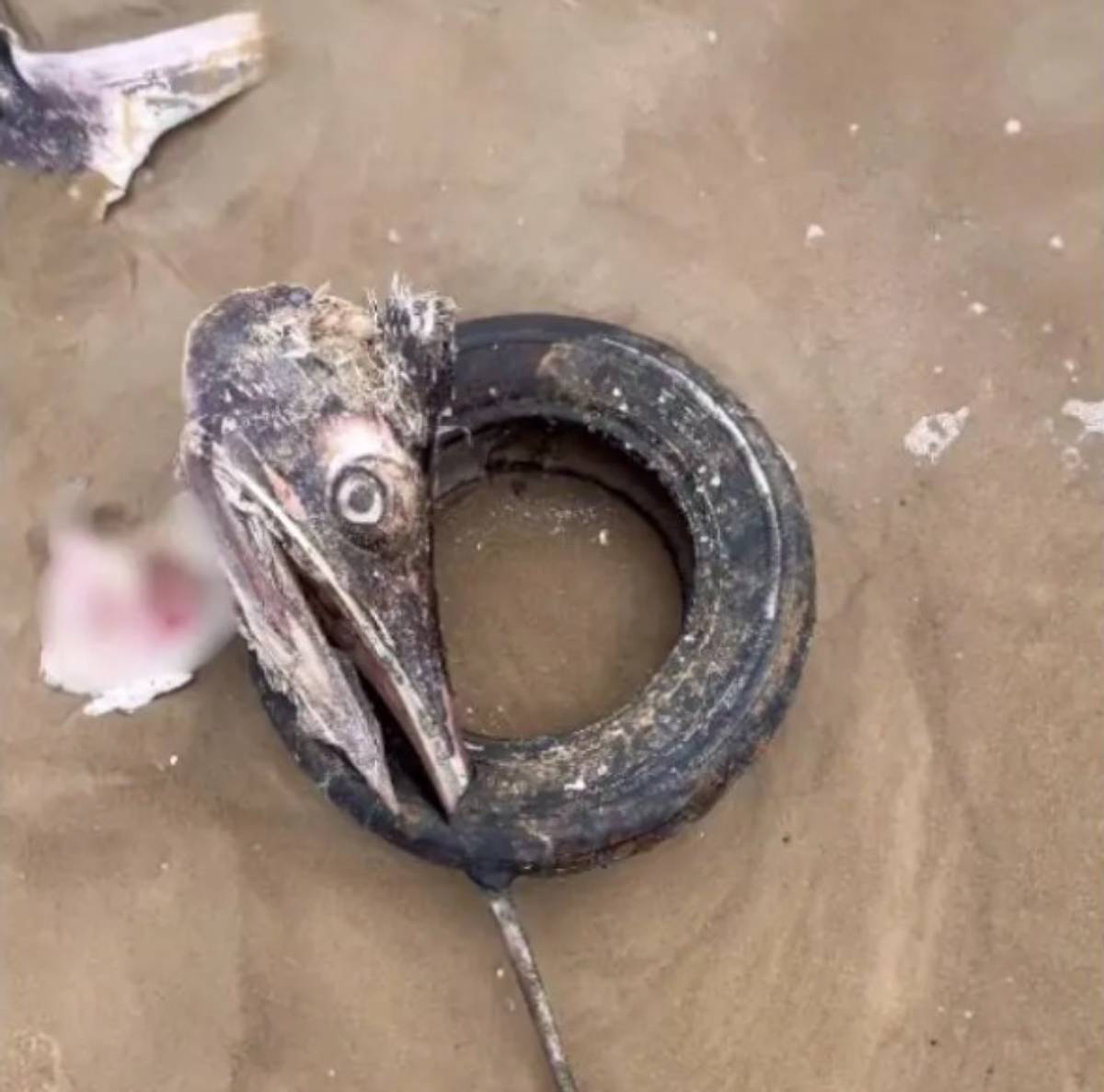 Nas imagens registradas, é possível ver o animal com o bico preso a um pneu, já na parte rasa do mar