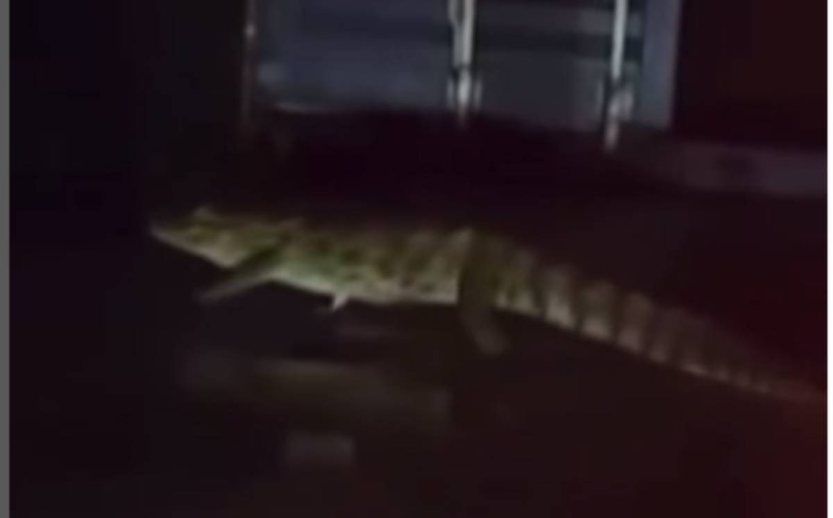 A presença do grande animal chamou a atenção de motoristas que passavam pelo trecho