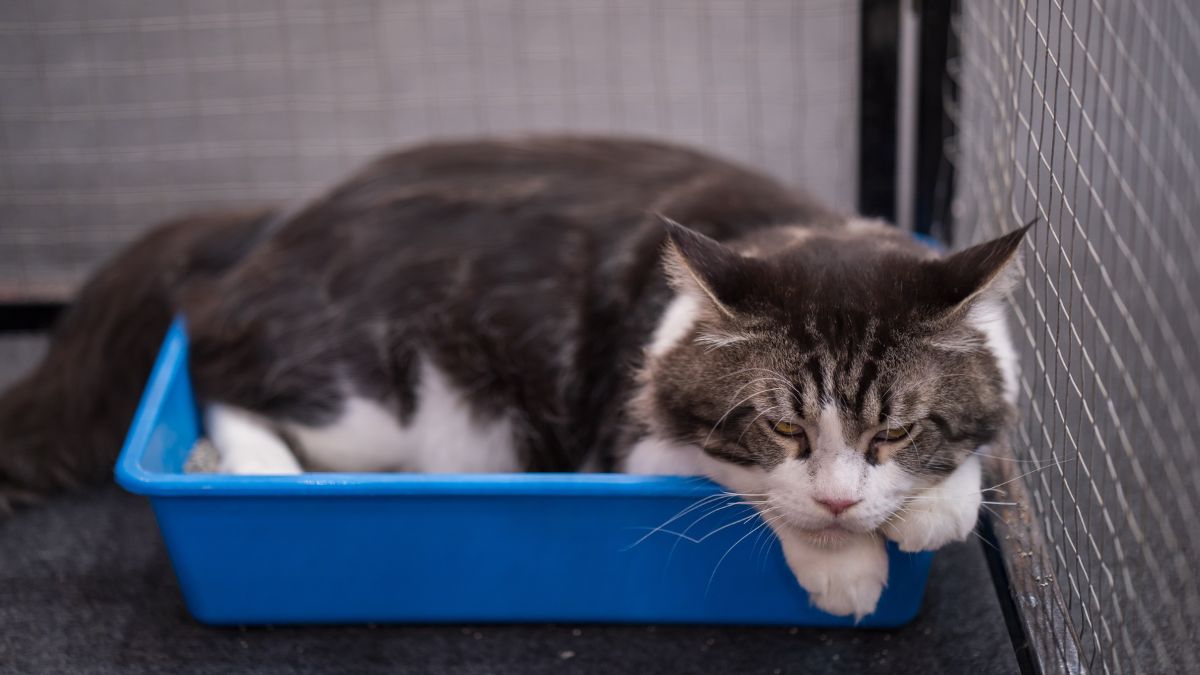 Com cuidados simples, é possível manter o ambiente sem odores e mais saudável para o pet e a família