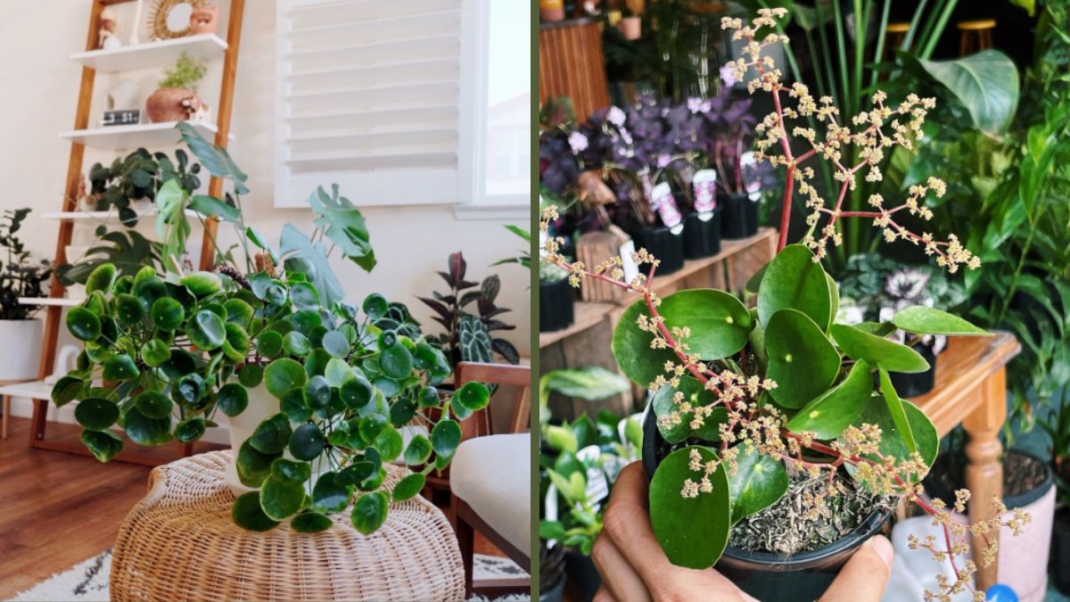 Com folhas arredondadas em formato de moeda, a Pilea peperomioides é símbolo de sorte e prosperidade e ainda dá um toque verde elegante à decoração
