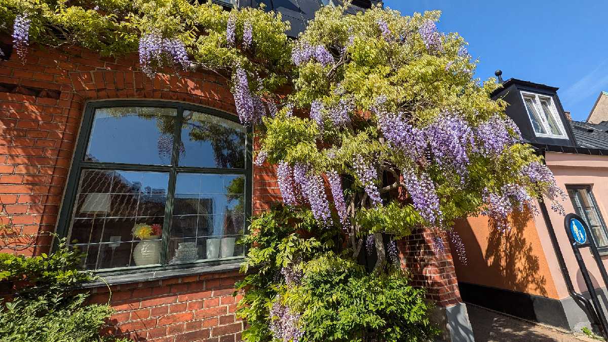 Wisterias são tóxicas e quebram cercas