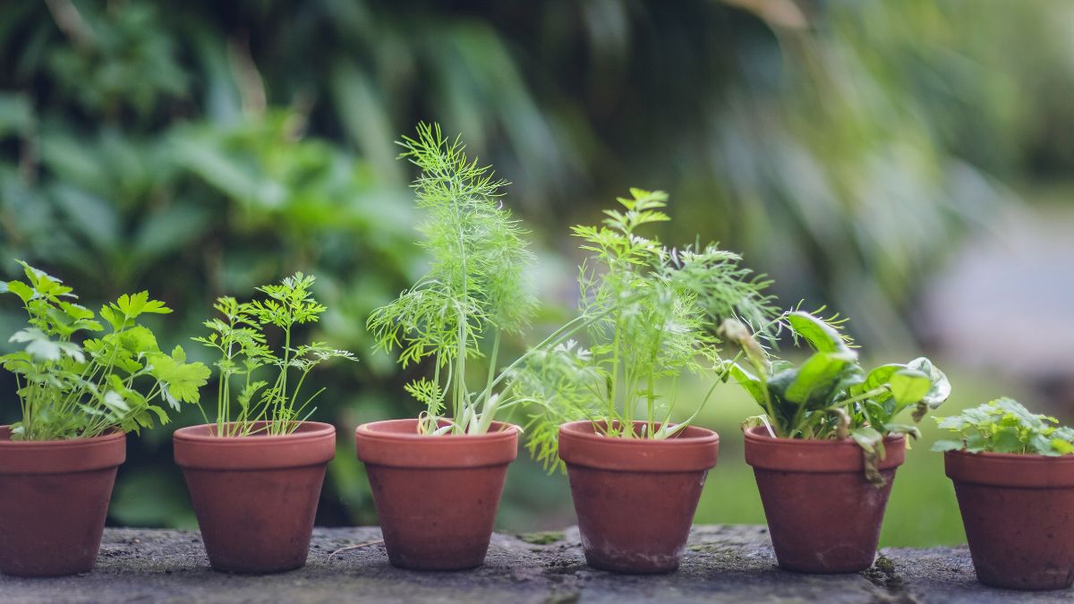 Plantas poderosas para renovar o astral e atrair vibrações positivas
